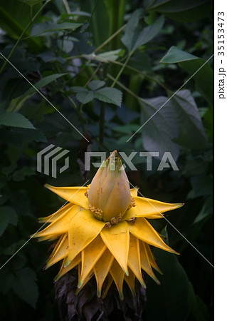 芭蕉布 植物の写真素材