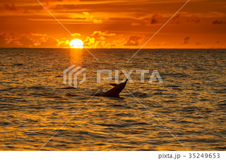 イルカ ハシナガイルカ 海 夕焼けの写真素材