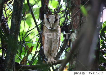 ニセメンフクロウの写真素材