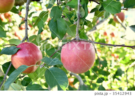 りんごの木の写真素材