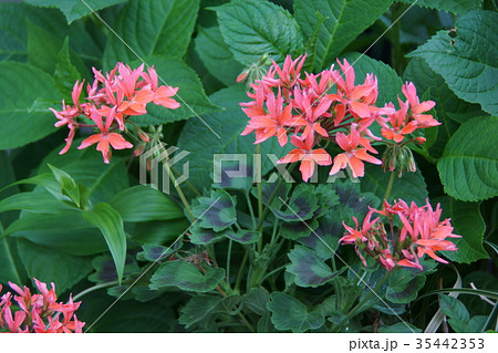 紅葉葉ゼラニウム 花壇の写真素材