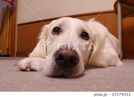 ゴールデンレトリバー 白 英国 犬の写真素材