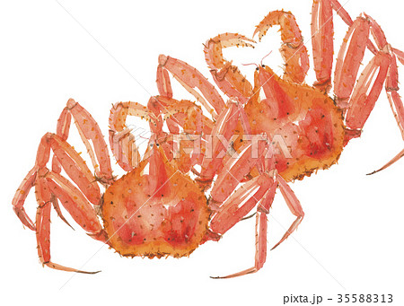 たらばがに タラバガニ たらば蟹 水彩画のイラスト素材 - PIXTA