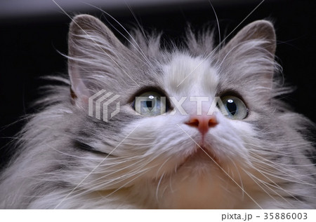 ノルウェージャン ノルウェージャンフォレストキャット 長毛種 毛の長い猫の写真素材