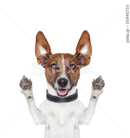 びっくり 犬 驚く びっくり顔の写真素材