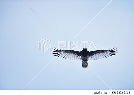 カラス 部分白化 鳥 野鳥の写真素材