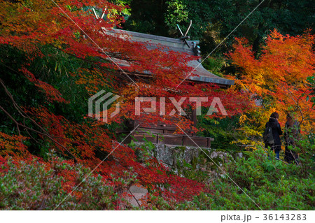 紅葉 もみじ 弘川寺 寺院の写真素材