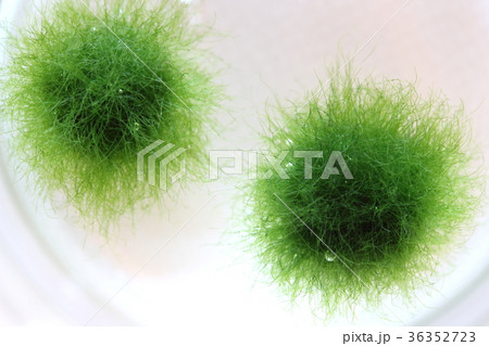 まりも 毬藻 植物 水中の写真素材