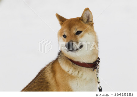 日本犬 ペット 愛玩動物 ゆきの写真素材