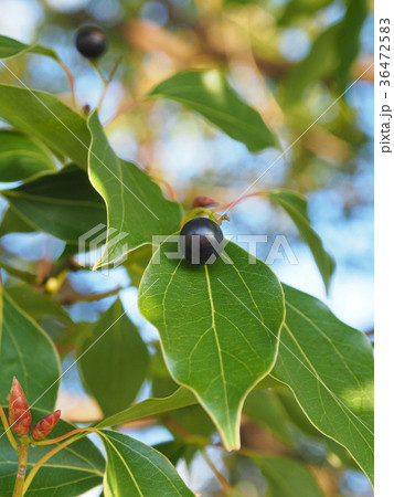 楠の実の写真素材 - PIXTA