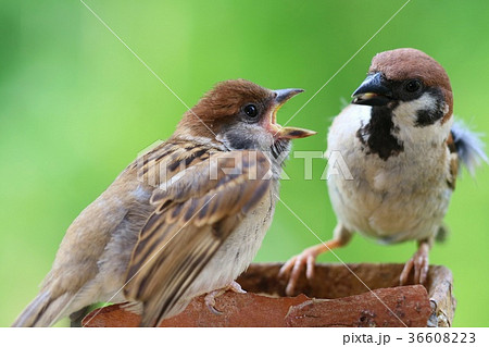スズメの写真素材
