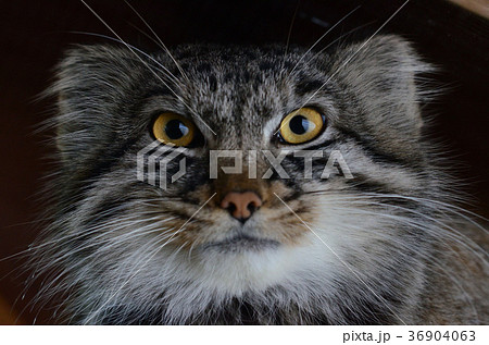 生物 猫 マヌル 小さいヤマネコの写真素材