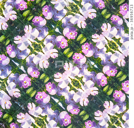 スイトピー 花束 薄紫の写真素材