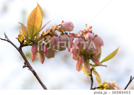 ブルーベリーの花の写真素材