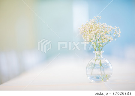 かすみ草 かすみそう 花 花瓶の写真素材