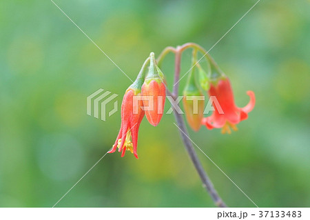 パピラリス 多肉植物 赤い花 多肉植物の赤い花の写真素材