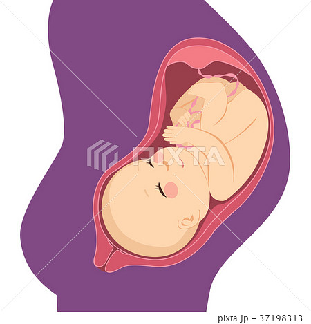 胎児 赤ちゃん 妊娠 おなかの中のイラスト素材