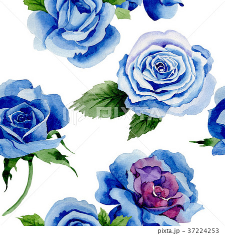 青いバラの写真素材