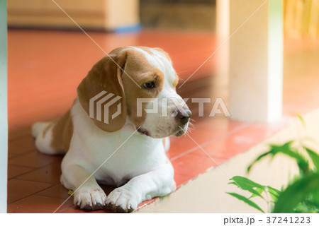 ビーグル かわいい 犬の写真素材