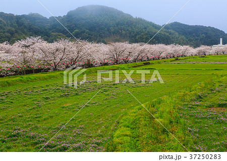 琴海桜まつりの写真素材