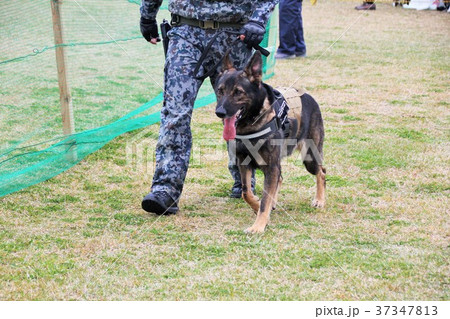 警備犬 航空自衛隊 基地 航空祭の写真素材