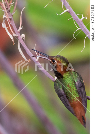 Humming Bird ハチドリ はちどり 野鳥の写真素材