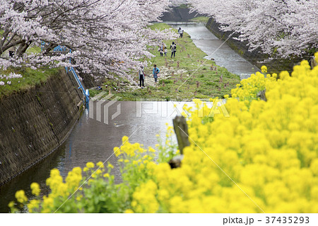 琴海花まつりの写真素材