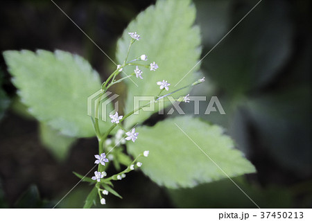 三つ葉 花 植物 野菜の写真素材