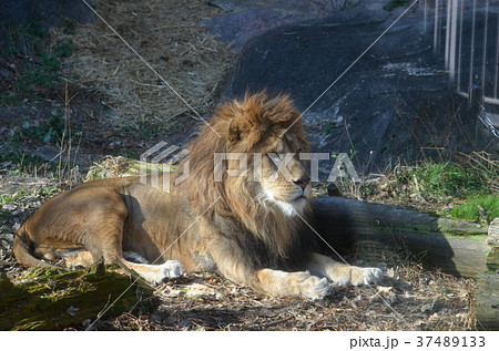 らいおん ライオン 東山動物園 オスの写真素材