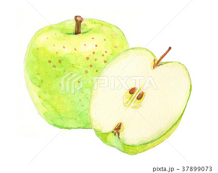 水彩 リンゴ Apple 林檎のイラスト素材