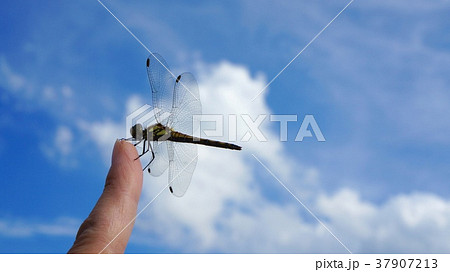 指にとまるとんぼの写真素材