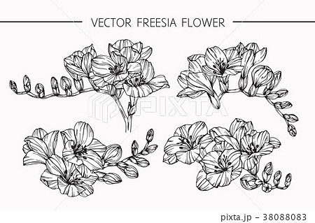 モノクロ 白黒 花 スケッチのイラスト素材