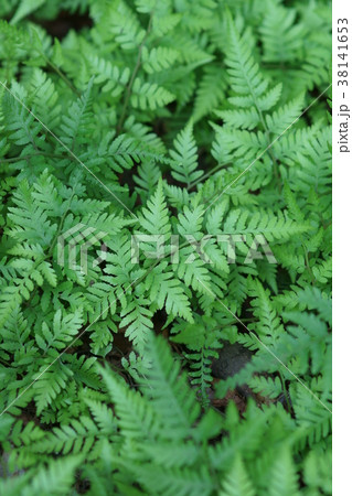 被地植物 和庭 地被植物の写真素材