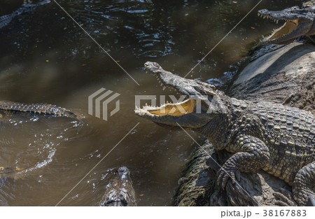 群れ ワニ 爬虫類 日向ぼっこの写真素材