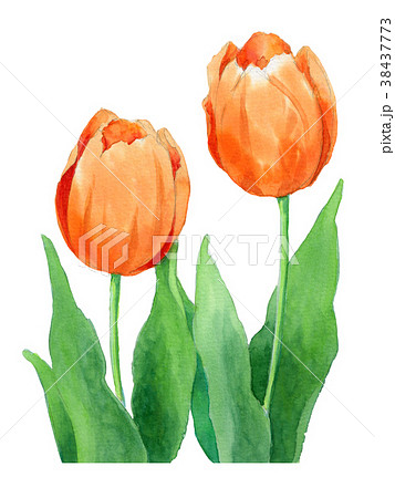 水彩画 ペチュニア 花 オレンジ 花 チューリップ イラスト オレンジ色の写真素材 - PIXTA