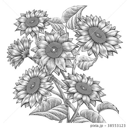 美しい花の画像 無料ダウンロードひまわり イラスト 白黒 フリー