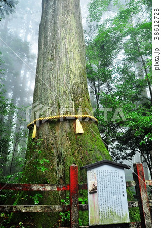 安産杉 箱根神社 大木の写真素材