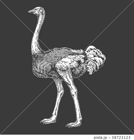 ダチョウ 絵の写真素材