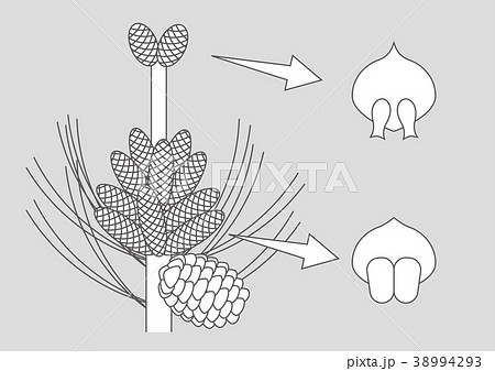 花 松 マツ 雄花のイラスト素材