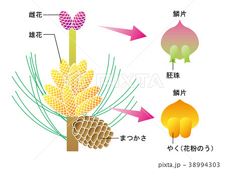 マツ 花 松 雄花のイラスト素材