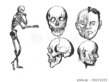 頭蓋骨 ドクロ モノクロ 白黒のイラスト素材