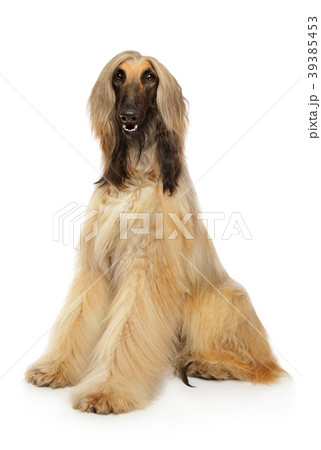 アフガンハウンド もじゃもじゃの写真素材