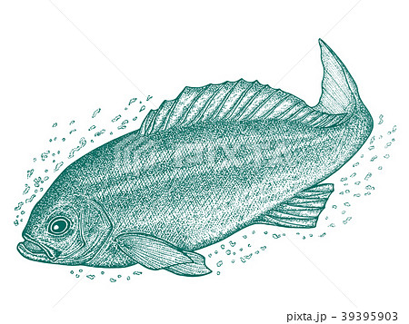 イサキ 魚 ペン画 ボールペン画のイラスト素材