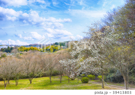 コブシ咲く丘の写真素材