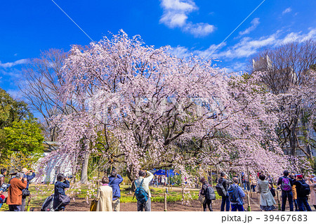 しだれ桜(六義園)水彩画 木製フレーム付き しだれ桜(六義園)水彩画 木製フレーム付き 駒込・六義園の夜桜