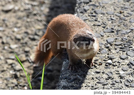 イタチ 鼬 鼬鼠 動物の写真素材