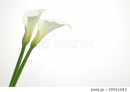 カラー 花 白 植物の写真素材