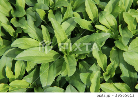 ソープワートの葉の写真素材