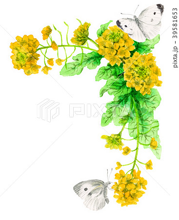 蝶 花 菜の花 モンシロチョウの写真素材 - PIXTA
