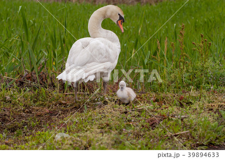 白鳥 親子 絆 スワンの写真素材 - PIXTA
